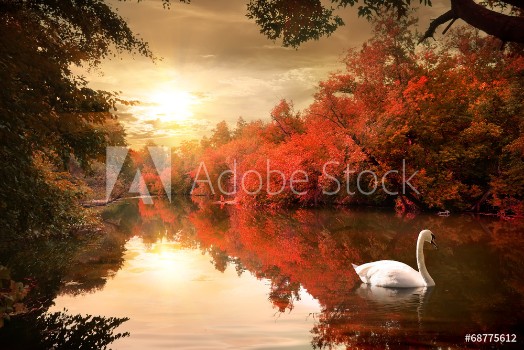 Picture of Swan in the autmn
